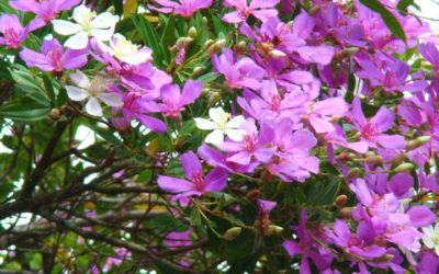 PROSPERIDADE: uma Consciência