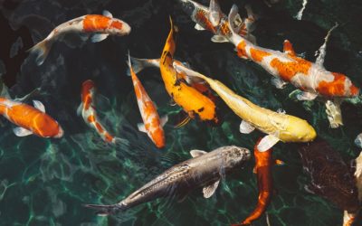 A ARTE DA PROSPERIDADE E ABUNDÂNCIA