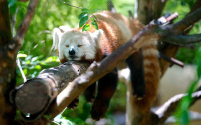 MEDITAÇÃO: Combatendo a Fadiga Mental