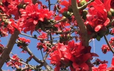 Meditação: Curando o Karma Ancestral