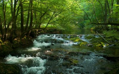 Meditação para um Coração Tranquilo